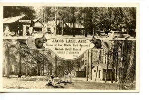 Jacobs Lake-Cabins-Kaibab National Forest-Arizona-Vintage RPPC Photo Postcard - Picture 1 of 2