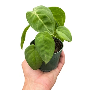Syngonium 'Ice Frost' - Imagen 1 de 6