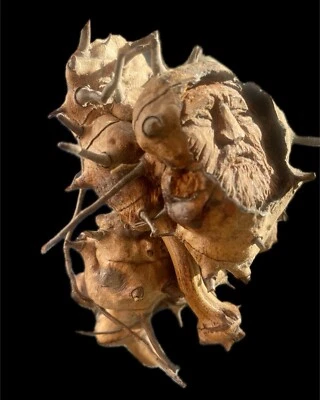 Eclectic UNIQUE One Of A Kind Creepy Man Sculpture Wood Root Carving- Signed - Image 1 of 4