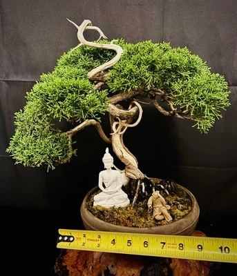 Juniper Bonsai - Image 1 of 4