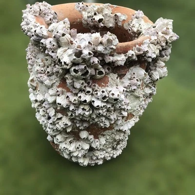 Jarrón de cerámica Takotsubo japonés antiguo con trampa para pulpo de 10 pulgadas Foto 1 de 4