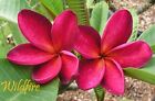 RARE!  WILDFIRE ROOTED CUTTING PLUMERIA PLANT - 19" -  1 TIPS