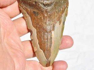VERI denti di squalo megalodonte XLarge fossili circa 17 milioni anni 109 mm 4,3" 584uo - Foto 1 di 10