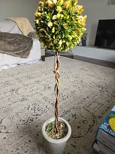 Restoration Hardware Preserved Boxwood Topiariy 25” H 5.5” Diam - Picture 1 of 4