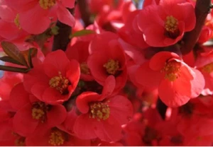 MEMBRILLO del JAPON chaenomeles japonica ideal BONSAI 100 semillas - Picture 1 of 1