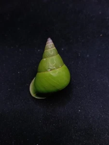 Papuina pulcherrima land snail Manus island 40mm Sea shell collectors #14572 - Bild 1 von 4