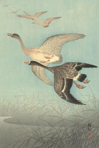 White Fronted Geese in Flight by Watanabe Shozaburo Japanese Woodblock Print - Picture 1 of 1