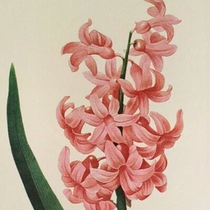 P. J. Redoute Blumen Hyacinthus Orientalis Botanischer Kunstdruck Exlibris 64 - Bild 1 von 3