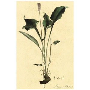 1828 Nees Esenbeck Big Folio Botánico Coloreado a Mano POLYGONUM BISTORTA (Bistort) - Imagen 1 de 5
