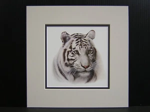 Mini impresión artística mate cabeza de tigre blanco Charles Frace - Imagen 1 de 1