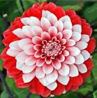 20 GRAINES pour pointe rouge blanc SWEETHEART DAHLIA fleur rare plante exotique USA Vendeur