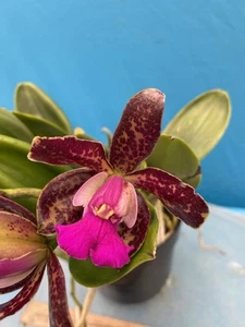 Cattleya Lacey Michelle Matherne (tigrina X aclandiae) NBS Orchid Hybrid 5” Pot - Picture 1 of 11