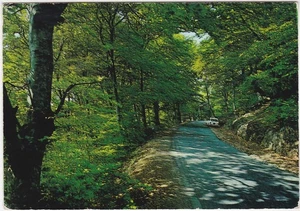 ALLUMIERE - ROMA - BOSCO DEL FAGGETO - VIAGG. -14040- - Picture 1 of 1