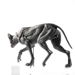 EVOLABORATORY 1/8 Scale Muscle Anatomy Wolf Canis Lupus Animal Educational Decor - Picture 1 of 10