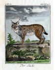 3 Antique Prints-Der Luchs-A view of the Lynx and its skeleton-Buffon-1774