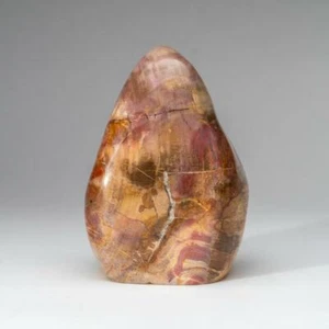 Polished Petrified Wood Freeform from Madagascar (6 lbs) - Picture 1 of 6