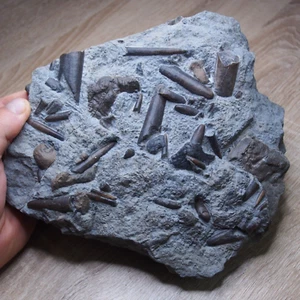 Belemnite Ittiosauro Belemnites paxillosus Germania fossili giurassici - Foto 1 di 14