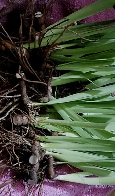 4 mixed  Tall Bearded Iris PLANT/ RHIZOMES  - Image 1 of 4