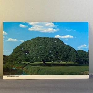 Vintage Monkeypod Tree Hawaii unbestellte Postkarte von Mike Roberts 1970er - Bild 1 von 2