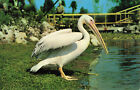 Postcard Pelican Pete Tampa Florida Posted 1961