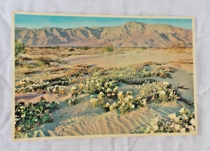 Postal de Arizona "Jardines del Desierto" - Mini impresión de Petley, Petley Studios Ar. - Imagen 1 de 2