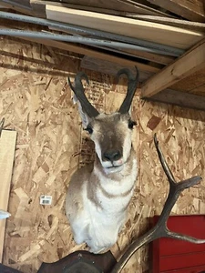 pronhorn antelope taxidermy shoulder mount - Picture 1 of 10