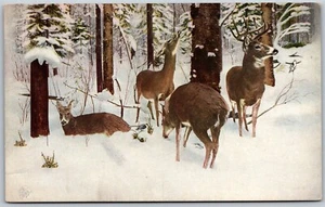 Vtg White Tailed Deer Winter Chicago Natural History Field Museum Postcard - Picture 1 of 2