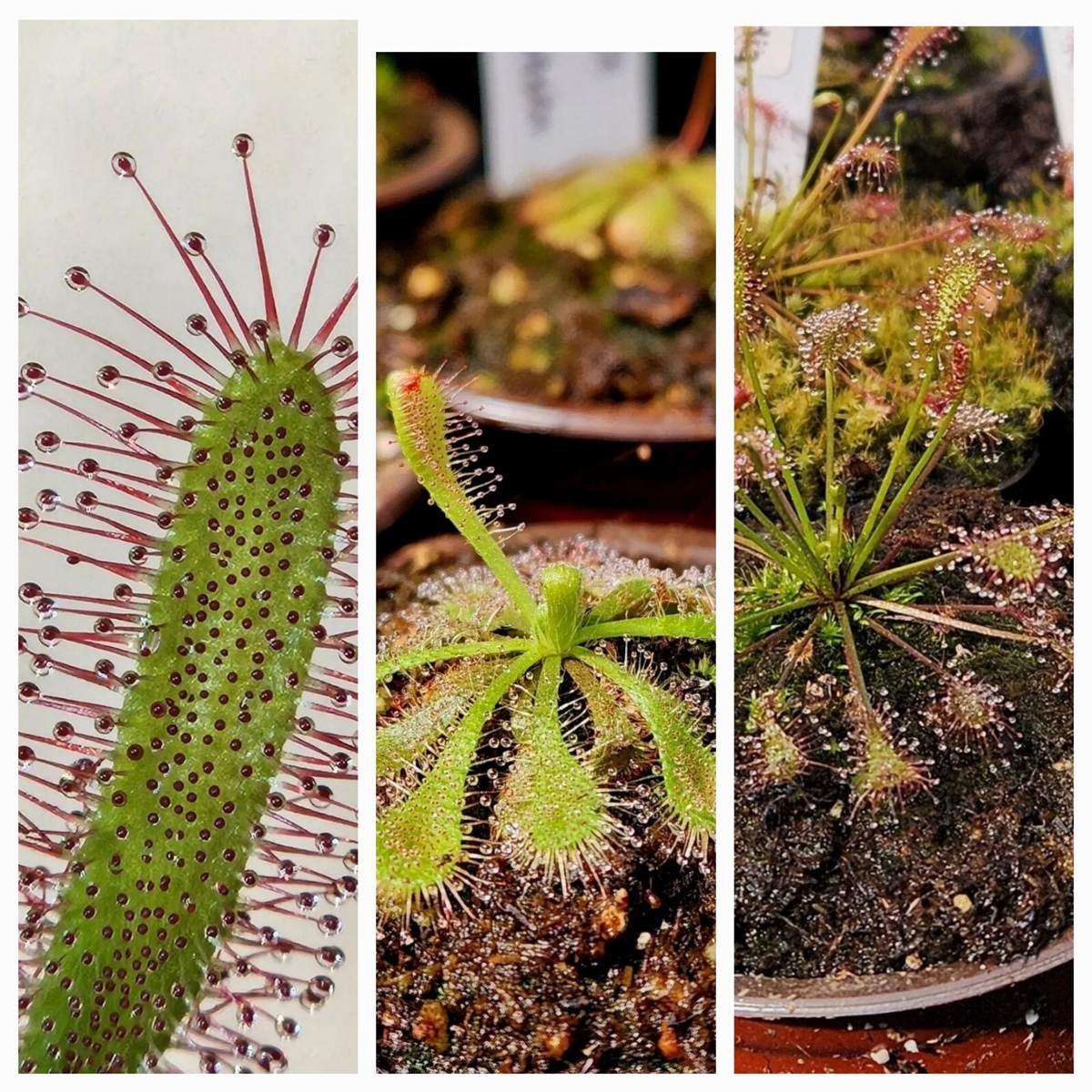 Venus Fly Trap Seeds for g Dionaea muscipula Carnivorous seeds