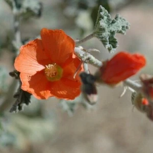 Sphaeralcea Ambigua, Apricot - 25 Seeds- Desert Globemellow - Picture 1 of 5