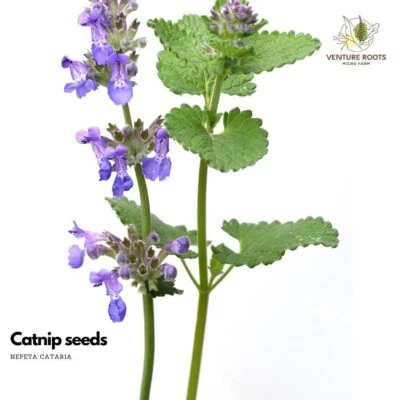 Semillas de hierba gatera (Nepeta cataria) - Semillas, sin OGM, polinizadas abiertas Foto 1 de 3