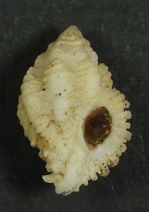 MUREX INCISA 21.16mm BEAUTIFUL SPECIMEN Cebaco Island, Pacific Panama - Picture 1 of 2