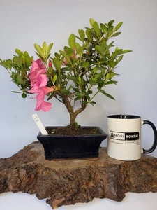  Japanese Azalea (Rhododendron) Shohin Flowering Bonsai Tree Bonsai Pot - Picture 1 of 6