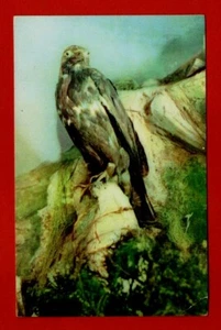 GOLDEN EAGLE postcard bird CHICKEN HAWK owl animal US SEVEN PONDS Dryden  - Imagen 1 de 2