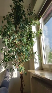 zwei schöne Birkenfeigen (Ficus Benjamina) ca. 2,20m suchen mehr Platz - Bild 1 von 3