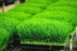 1 LB ORGANIC WHEAT GRASS Seeds Sprouting Juicing B,C,K,Folic Acid,Fiber  Easy - Picture 1 of 3