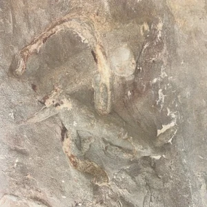Museo Acquatico Qualità Utah Fossile. 250 milioni di anni! - Foto 1 di 2