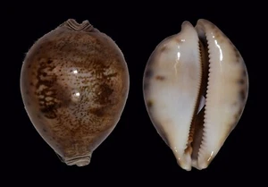 CYPRAEA VALENTIA BIG - Picture 1 of 1