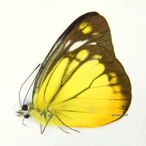 Unmounted Butterfly/Pieridae - Cepora iudith malaya, male, Malaysia - Picture 1 of 1