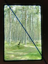 35mm Slide Unknown Location Woodland Forest Scene Jun 1969 Ektachrome