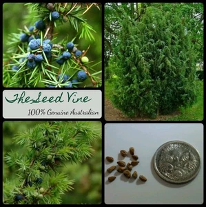 10+ COMMON JUNIPER SEEDS ORGANIC (Juniperus communis) Berry Medicinal Bonsai - Picture 1 of 2