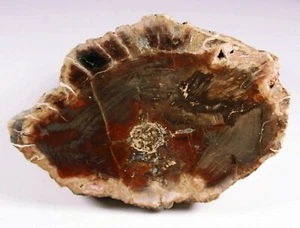 Fósil de madera petrificada de Madagascar extremo de extremidades 108x72 mm espécimen de ágata idea de regalo - Imagen 1 de 2