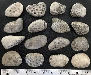 16 pezzi GULK Michigan Petoskey Stones (esagonale) - fossili naturali 2,8 libbre - Foto 1 di 7