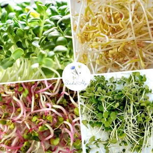 1,5 KG KEIMSPROSSEN 6er SET Alfalfa Radieschen Brokkoli Sonnenblumen Mungobohnen - Imagen 1 de 5
