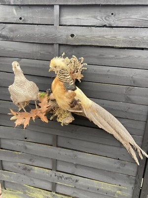 Taxidermia de alta calidad, par de faisanes, aves silvestres montadas sobre madera Foto 1 de 4