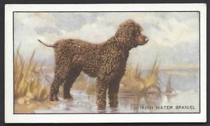 GALLAHER - DOGS, A SERIES - #20 THE IRISH WATER SPANIEL - Picture 1 of 2