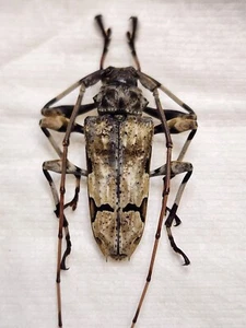 Cerambycid species 30.03mm Dominican Republic #69G Longhorn Beetle Insect - Picture 1 of 4