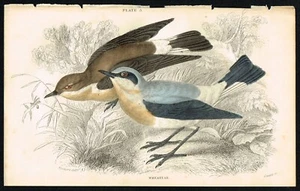 Wheatear Flycatcher Birds, Hand-Colored Antique Engr. Print - Jardine 1850 - Picture 1 of 3
