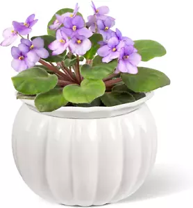 African Violet Pots, 6 Inch Pumpkin-Style Ceramic Easy Self Watering Plant Pot f - Picture 1 of 12