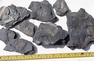 Fossile Blätter Farne Piesberg Karbon 3 - Bild 1 von 11