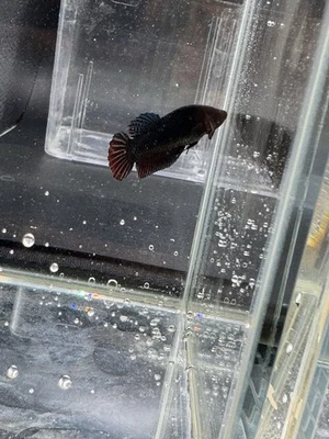 Plakat Fighter Female legitimate - Image 1 of 4